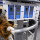 Illustration for article titled If You Send a Sloth to Space, You Better Expect it to Nap